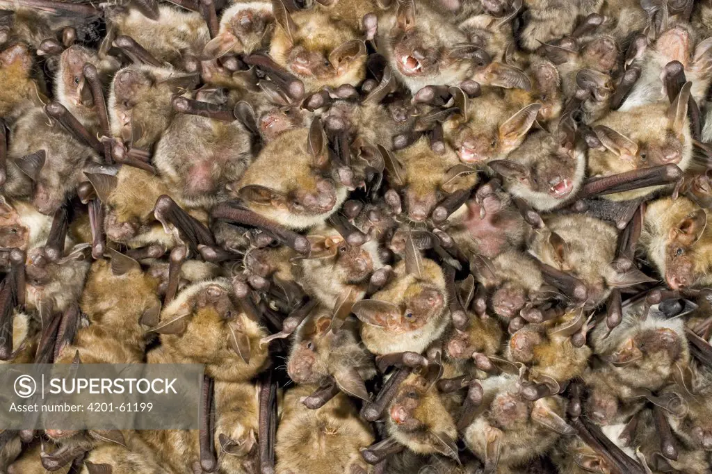 Greater Mouse-Eared Bat (Myotis myotis) colony, Germany