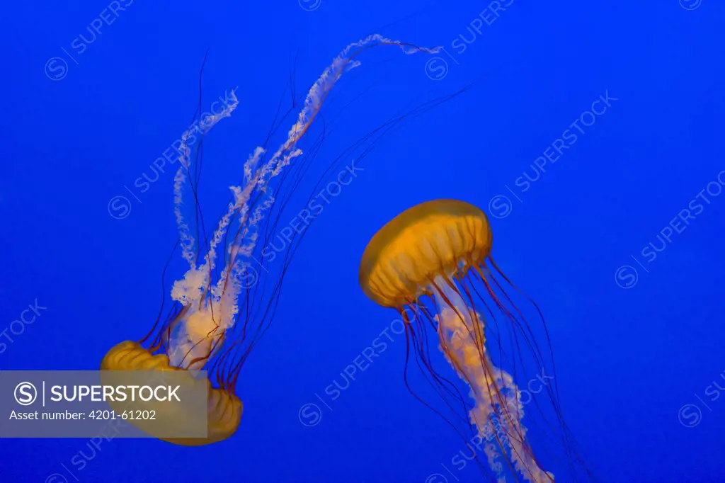 Pacific Sea Nettle (Chrysaora fuscescens) pair, Monterey Bay Aquarium, California