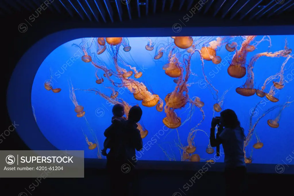 Pacific Sea Nettle (Chrysaora fuscescens) group watched by visitors at Monterey Bay Aquarium, California