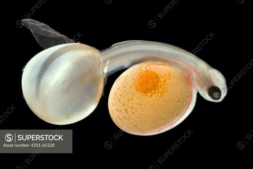 Brown Trout (Salmo trutta) alevin hatching from egg with full yolk sac, Europe