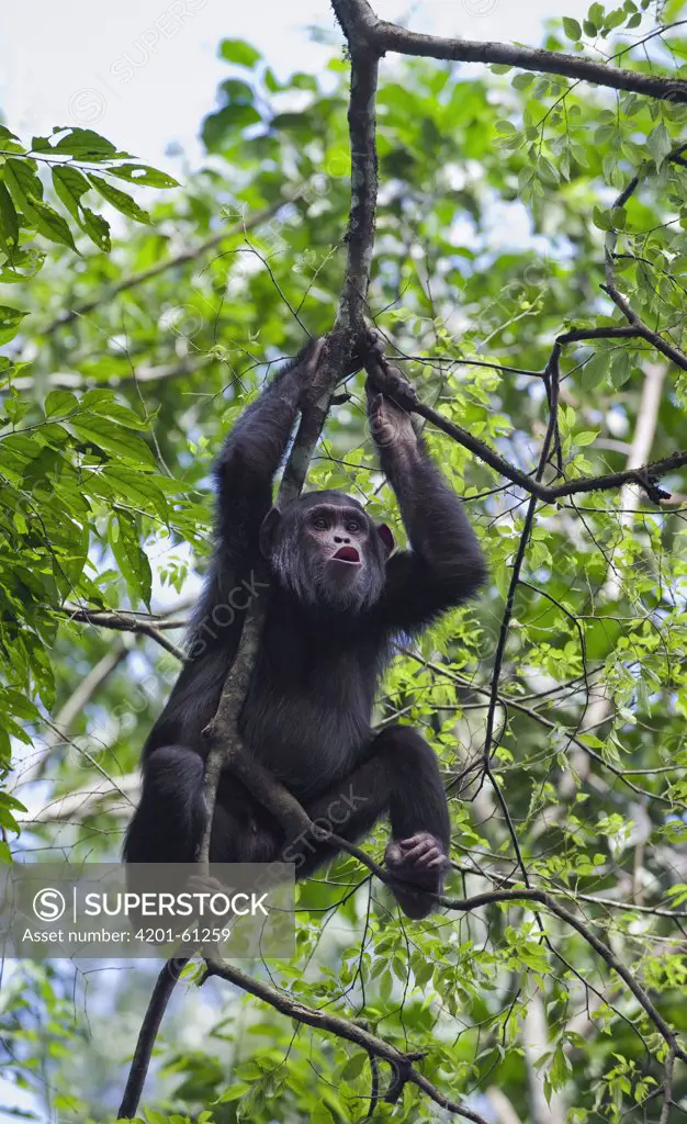 Chimpanzee (Pan troglodytes) pant hooting in tree, western Uganda