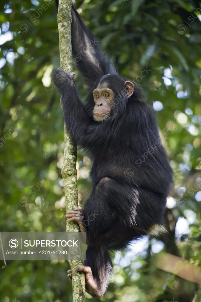 Chimpanzee (Pan troglodytes) sub-adult in tree, western Uganda