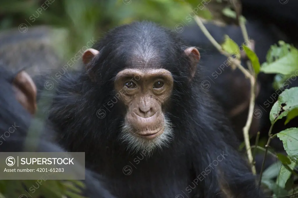 Chimpanzee (Pan troglodytes) three to four year old baby, western Uganda