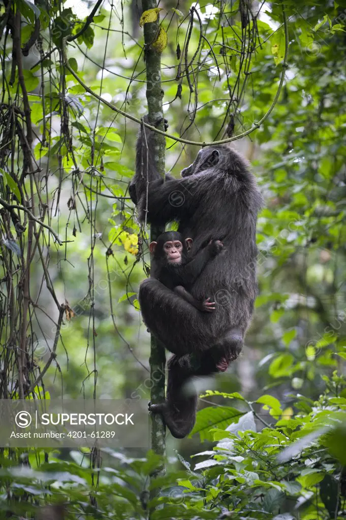 Chimpanzee (Pan troglodytes) mother climbing tree while carrying three month old infant, western Uganda