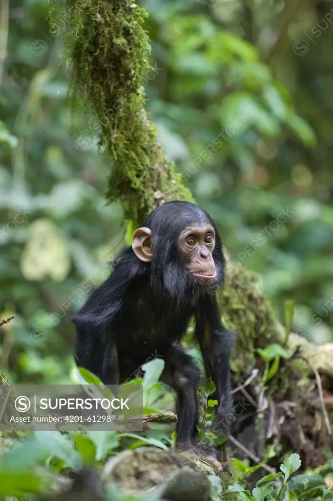 Chimpanzee (Pan troglodytes) one year old infant, western Uganda