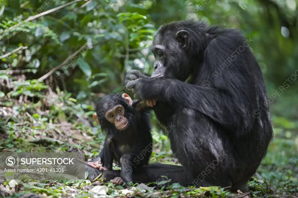 Chimpanzee (Pan troglodytes) mother grooming one year old infant, western Uganda, digitally removed twig from foreground