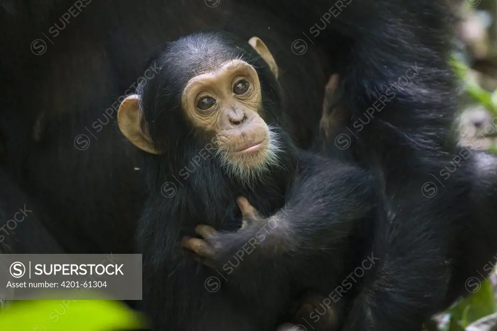 Chimpanzee (Pan troglodytes) one year old infant, western Uganda