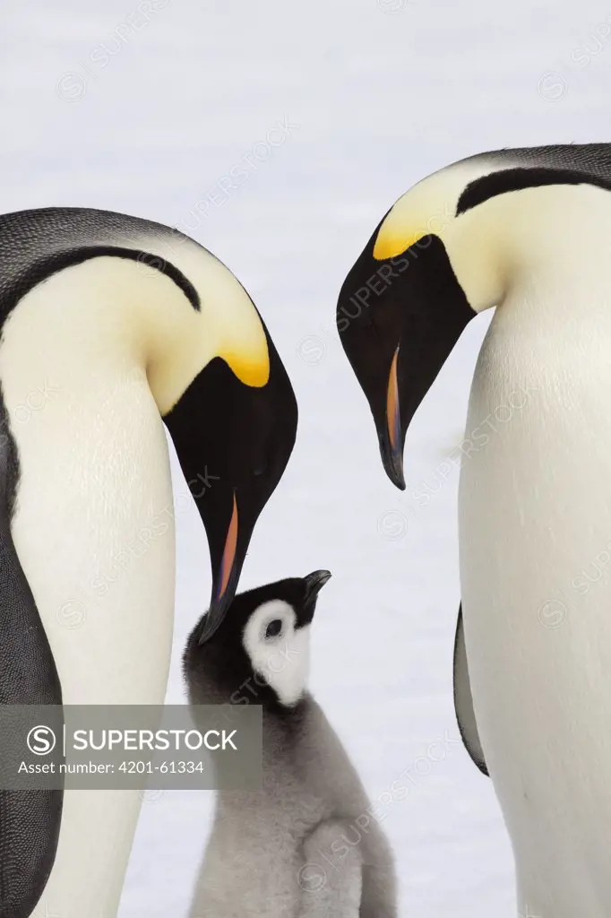 Emperor Penguin (Aptenodytes forsteri) parents and chick, Snow Hill Island, Antarctica