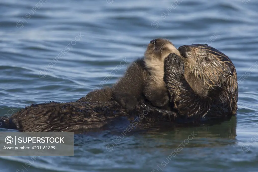 Sea Otter (Enhydra lutris) mother grooming her three week old pup, Monterey Bay, California