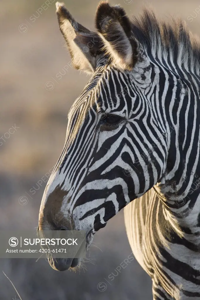 Grevy's Zebra (Equus grevyi), Lewa Wildlife Conservation Area, northern Kenya