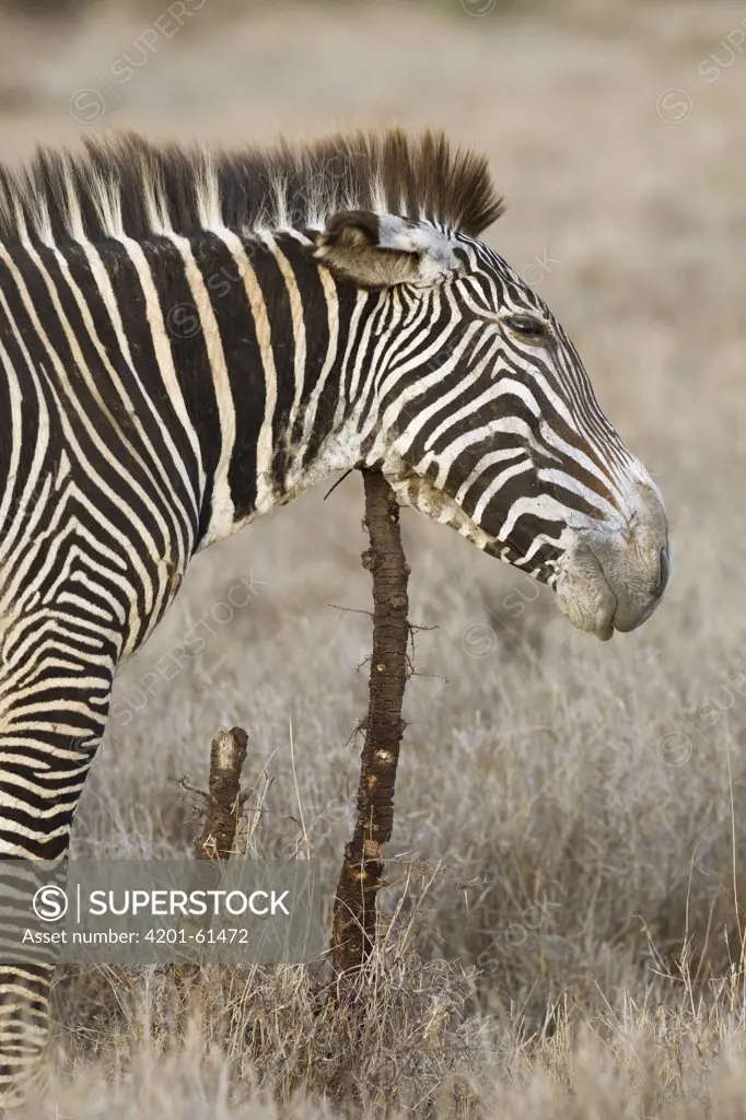 Grevy's Zebra (Equus grevyi) scratching chin on stump, Lewa Wildlife Conservation Area, northern Kenya