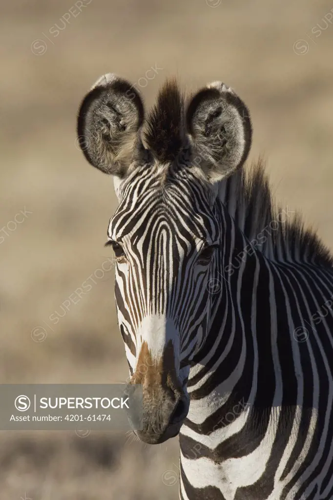 Grevy's Zebra (Equus grevyi) portrait, Lewa Wildlife Conservation Area, northern Kenya
