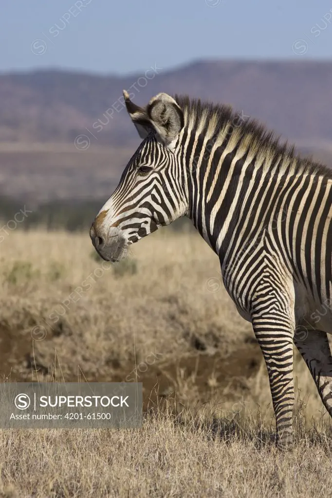 Grevy's Zebra (Equus grevyi) profile, Lewa Wildlife Conservation Area, northern Kenya