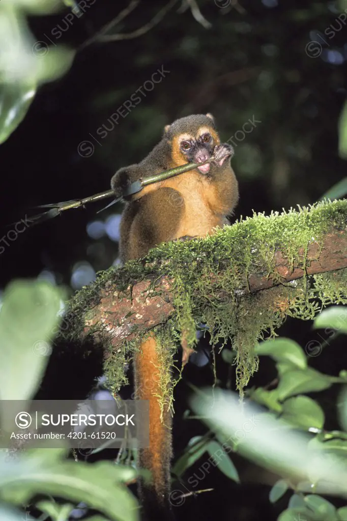 Golden Bamboo Lemur (Hapalemur aureus) juvenile eating bamboo, Ranomafana National Park, Madagascar