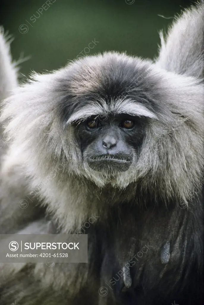 Silvery Gibbon (Hylobates moloch) portrait, native to Java, Indonesia
