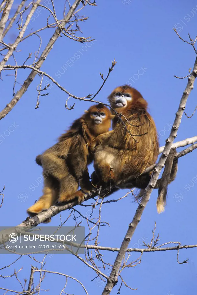 Golden Snub-nosed Monkey (Rhinopithecus roxellana) mother and young in tree, China