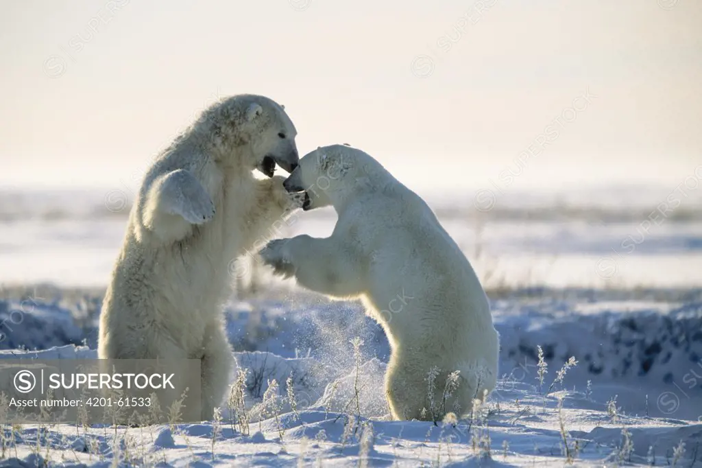 Polar Bear (Ursus maritimus) pair play-fighting, Churchill, Canada