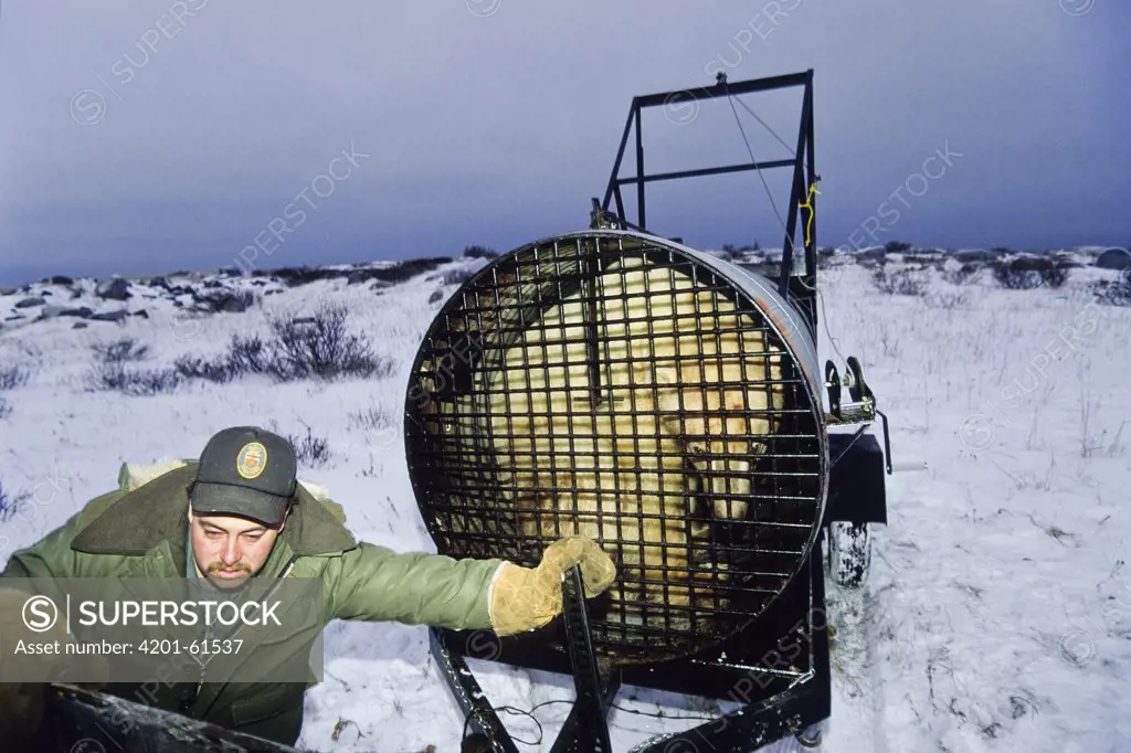 Polar Bear (Ursus maritimus) in trap, Churchill, Canada