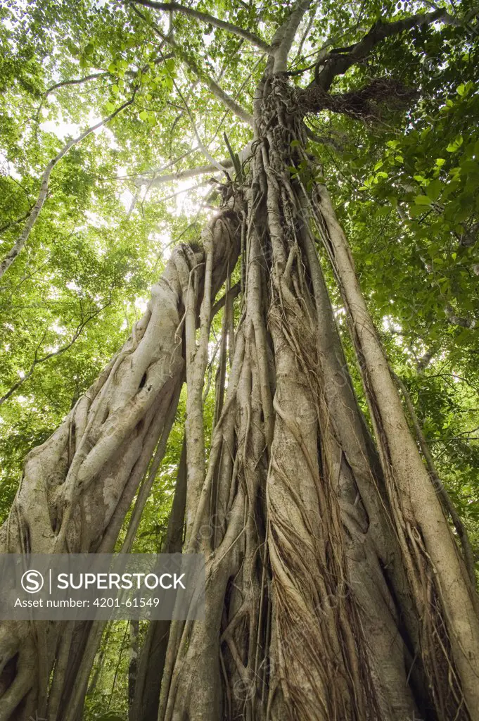Giant Strangler Fig (Ficus aurea) in tropical rainforest, Calakmul Biosphere Reserve, Mexico