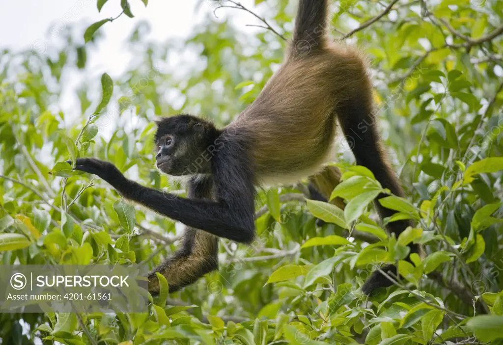 Black-handed Spider Monkey (Ateles geoffroyi) hanging in the trees, Calakmul Biosphere Reserve, Mexico