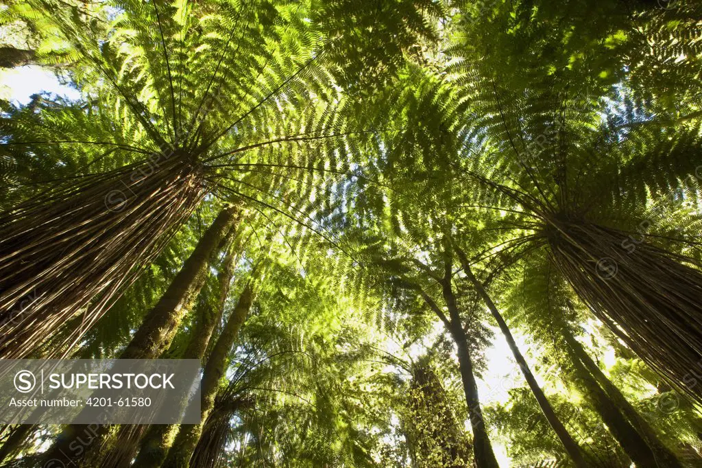 Tree Fern (Dicksonia sp) forest near Haast Pass, New Zealand