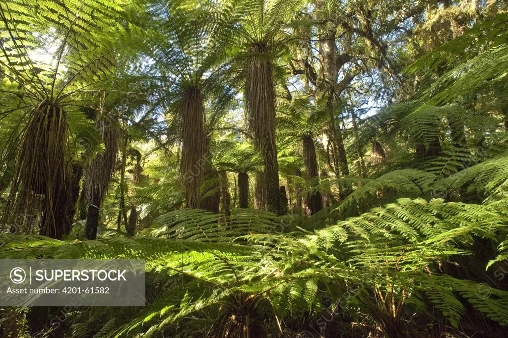 Tree Fern (Dicksonia sp) forest near Haast Pass, New Zealand