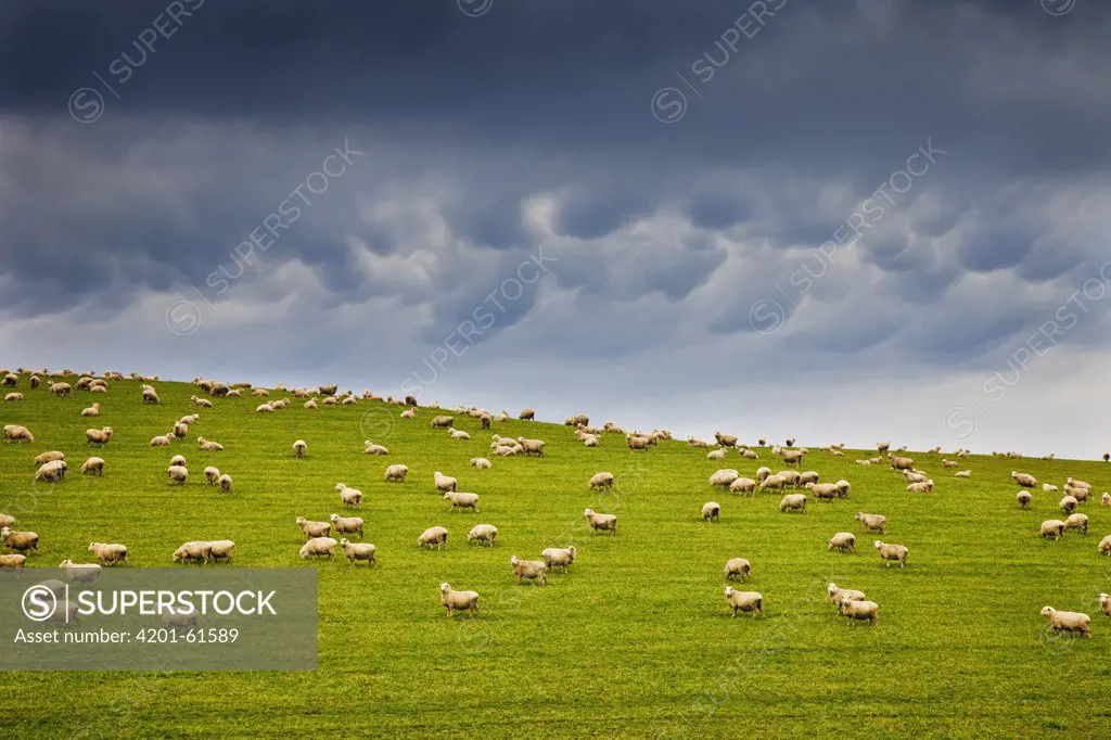 Domestic Sheep (Ovis aries) flock grazing with storm clouds building overhead near Balclutha, Otago, New Zealand