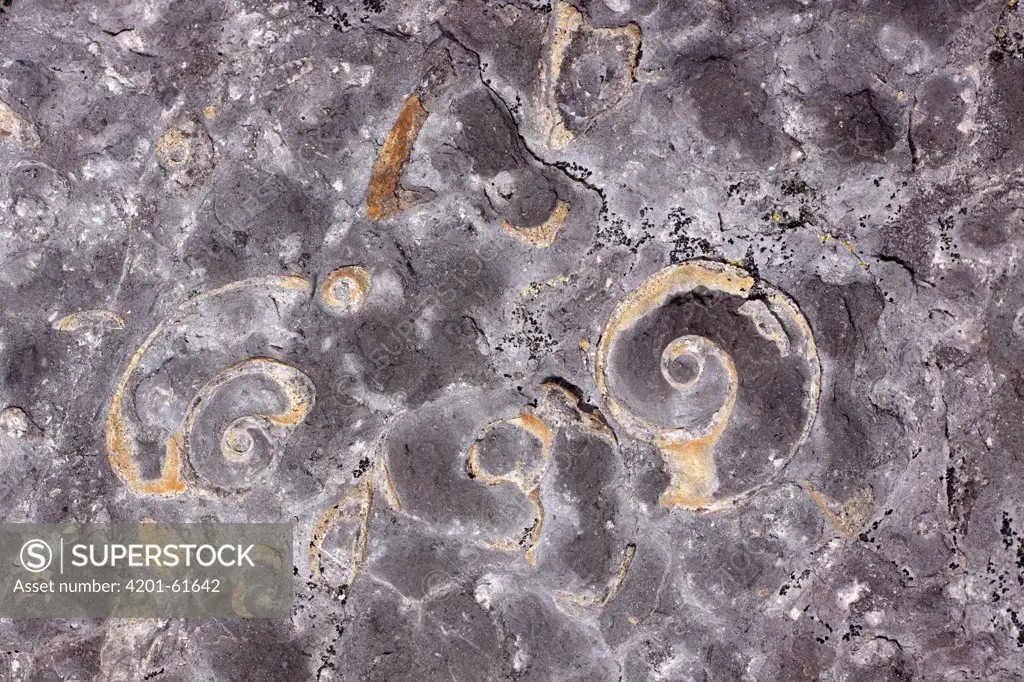 Nautilus fossils, Table Point Ecological Reserve, Canada