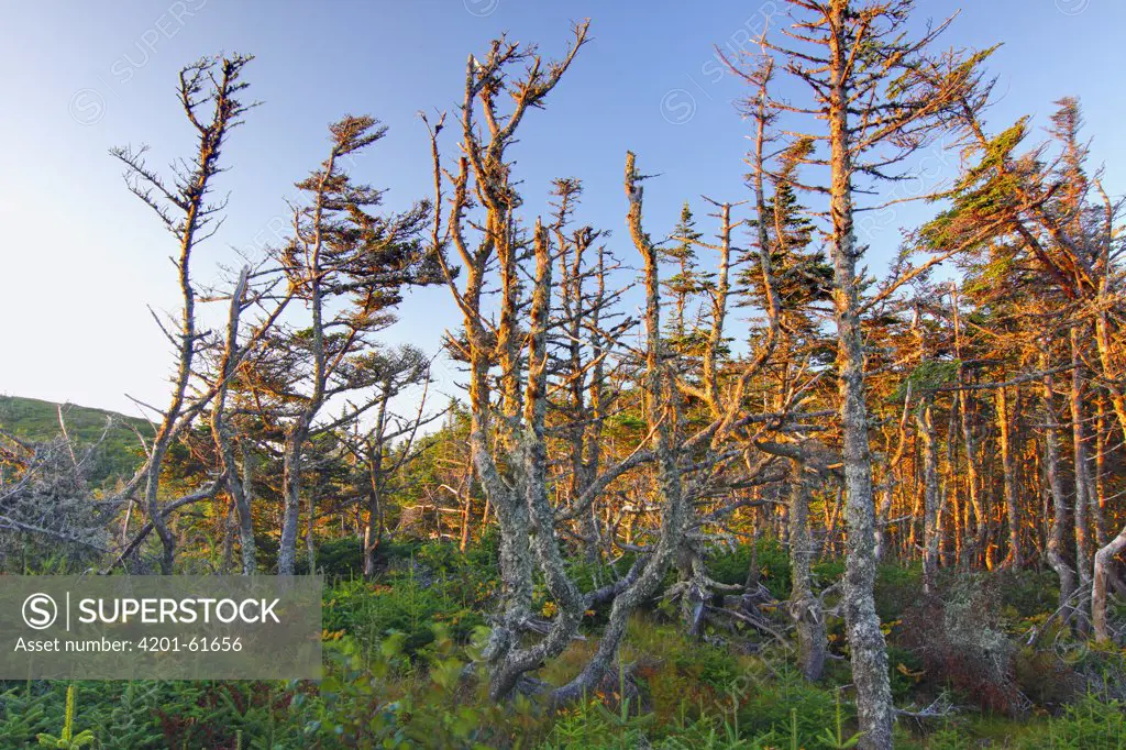 Black Spruce (Picea mariana) forest, Sandbanks Provincial Park, Newfoundland, Canada