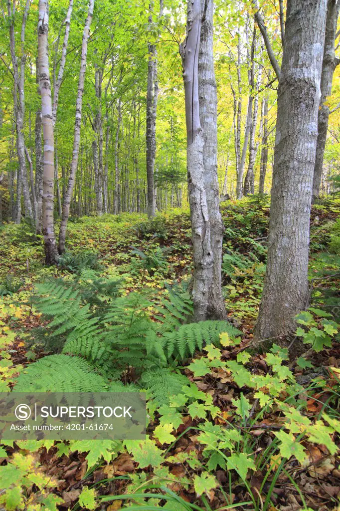 Paper Birch (Betula papyrifera) and Sugar Maple (Acer saccharum) saplings, Cape Breton Highlands National Park, Nova Scotia, Canada