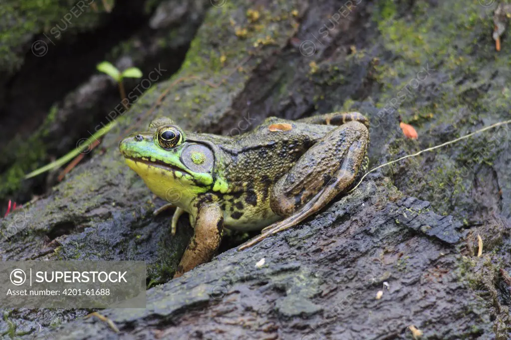 Bronze Frog (Rana clamitans) on tree trunk, Nova Scotia, Canada