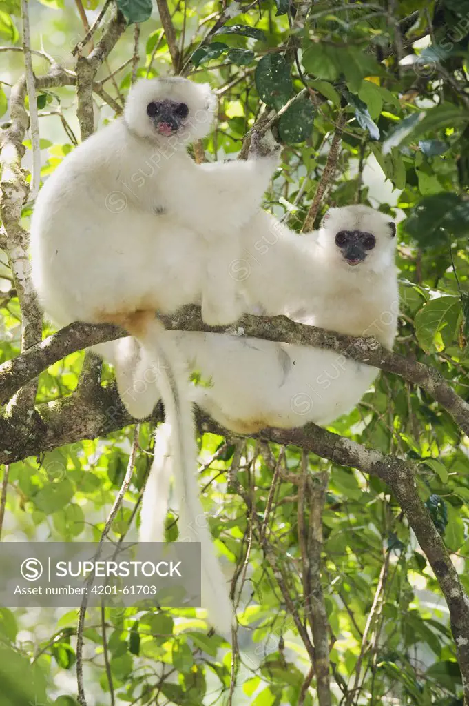 Silky Sifaka (Propithecus candidus) females, Marojejy National Park, Madagascar
