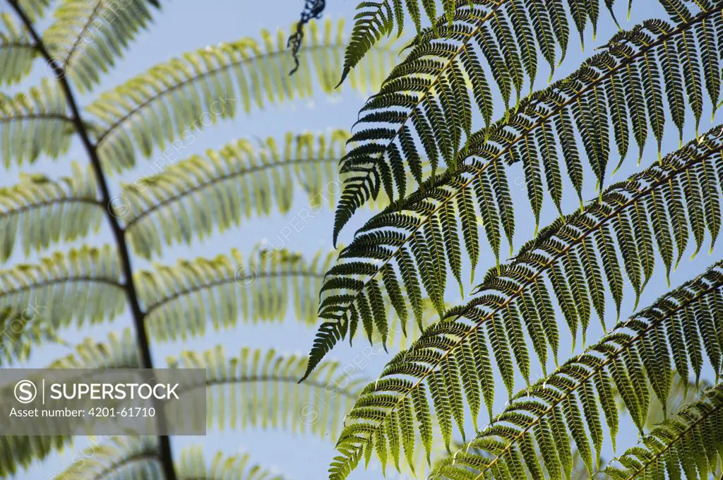Treefern (Cyathea sp) fronds in rainforest, Marojejy National Park, Madagascar