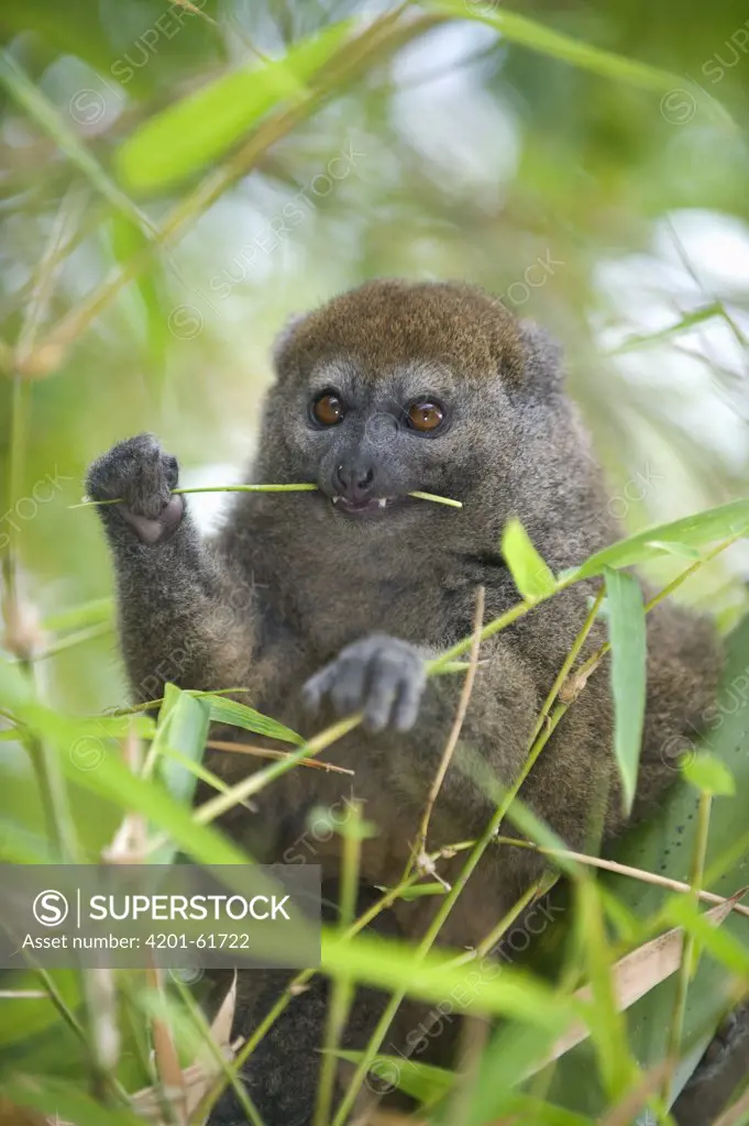 Eastern Lesser Bamboo Lemur (Hapalemur griseus) eating bamboo, Madagascar