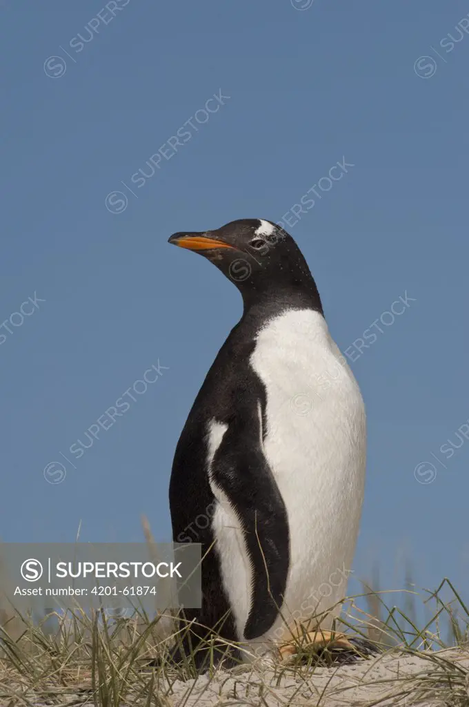 Gentoo Penguin (Pygoscelis papua), Keppel Island, Falkland Islands