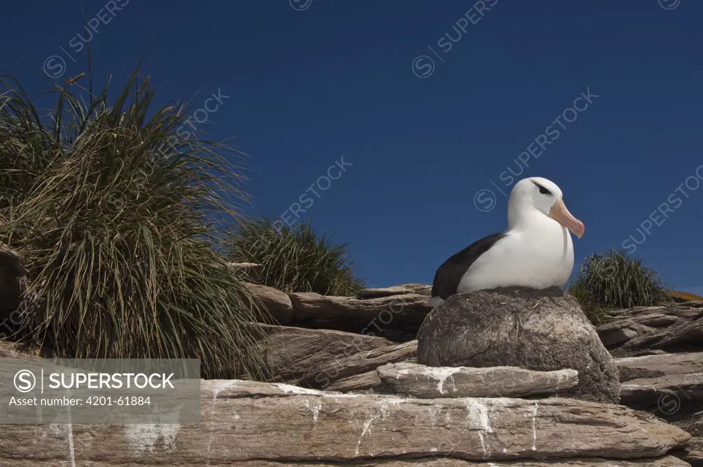 Black-browed Albatross (Thalassarche melanophris) on pedestal nest, Keppel Island, Falkland Islands