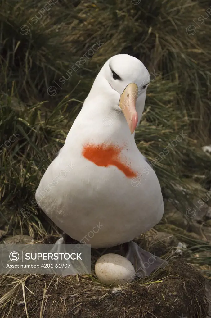 Black-browed Albatross (Thalassarche melanophris) marked by Nic Huin to determine the reasons why the population is in decline, Saunders Island, Falkland Islands