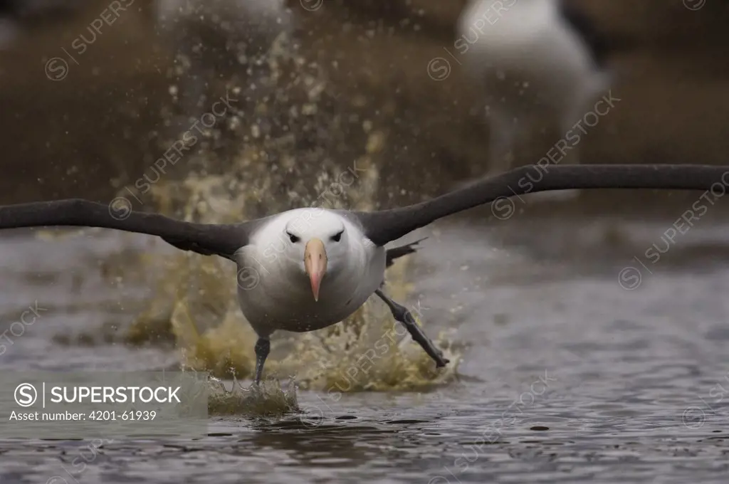 Black-browed Albatross (Thalassarche melanophris) running to take flight, Steeple Jason Island, Falkland Islands