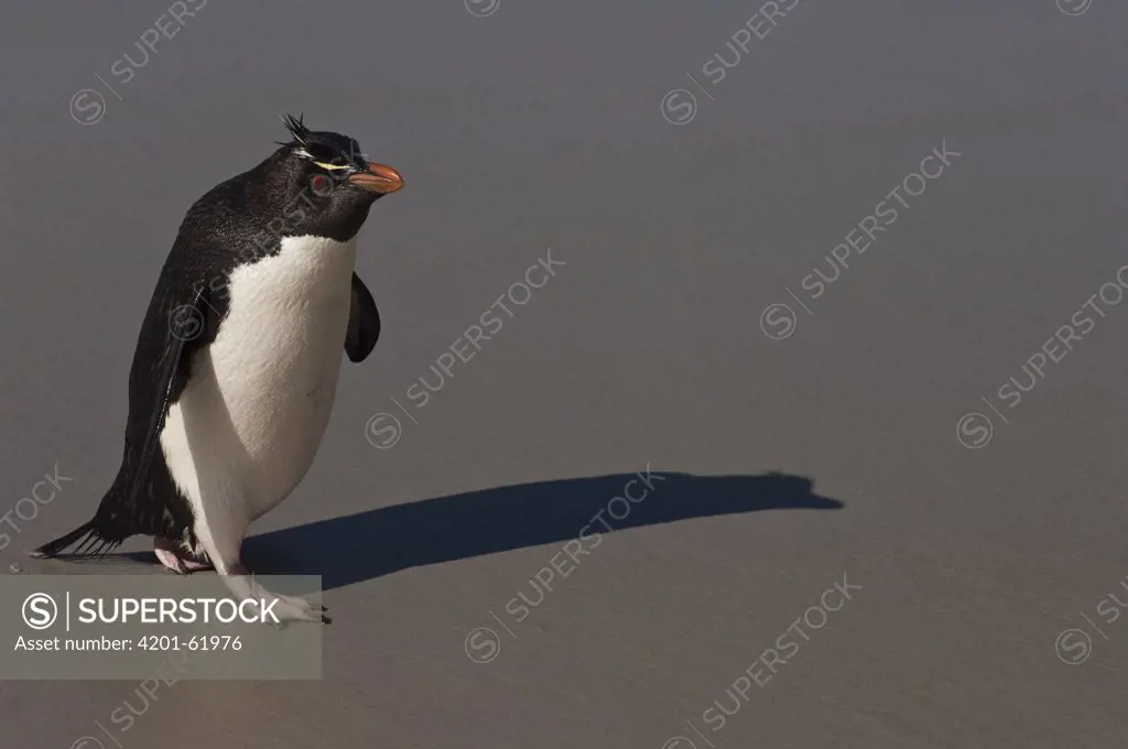 Rockhopper Penguin (Eudyptes chrysocome) on the beach, Saunders Island, Falkland Islands