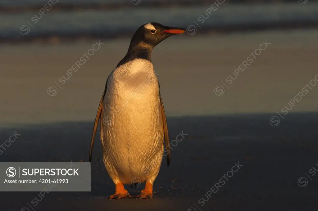 Gentoo Penguin (Pygoscelis papua), Saunders Island, Falkland Islands