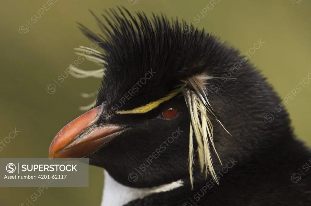Rockhopper Penguin (Eudyptes chrysocome), West Point Island, Falkland Islands