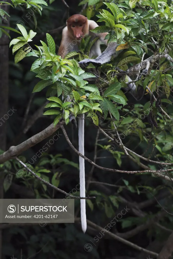 Proboscis Monkey (Nasalis larvatus) male in mangrove, Borneo, Malaysia