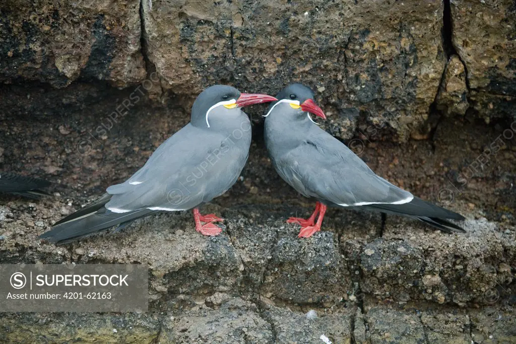Inca Tern (Larosterna inca) pair courting, Pucusana, Peru