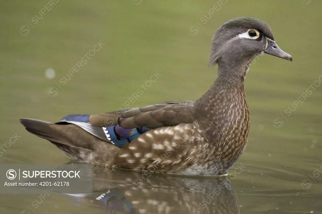 Wood Duck (Aix sponsa) female, Santa Cruz, Monterey Bay, California
