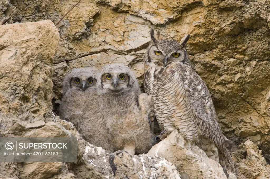 Great Horned Owl (Bubo virginianus) parent with owlets in nest in cliff, Alum Rock Park, San Jose, California