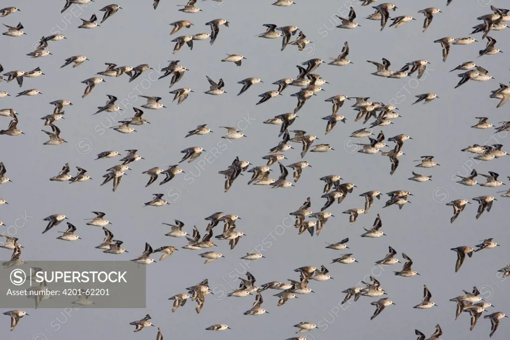 Western Sandpiper (Calidris mauri) flock flying, Pajaro Dunes, Monterey Bay, California