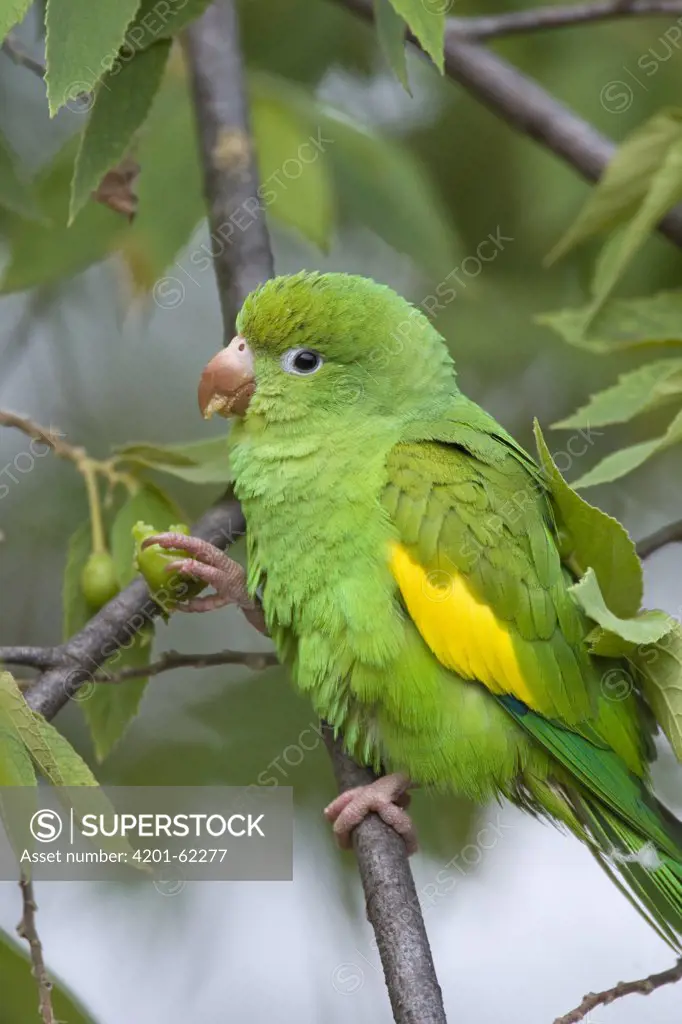 Yellow-chevroned Parakeet (Brotogeris chiriri), Pantanal, Brazil