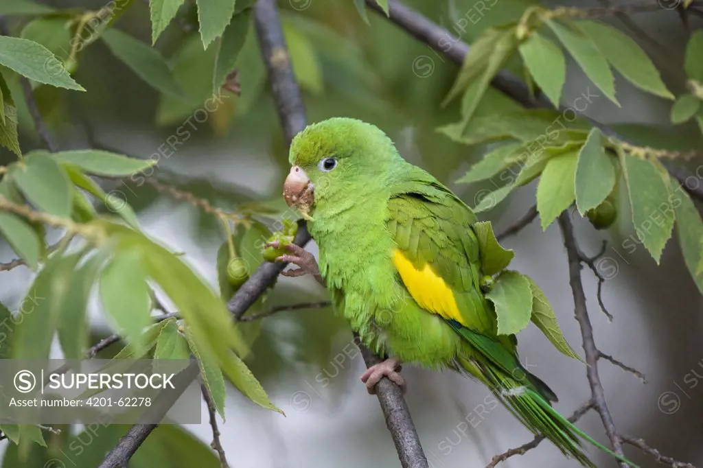 Yellow-chevroned Parakeet (Brotogeris chiriri) feeding, Pantanal, Brazil