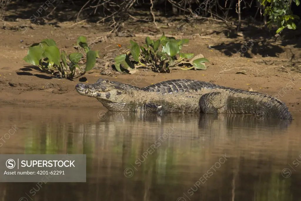 Spectacled Caiman (Caiman crocodilus) on shore, Pantanal, Brazil