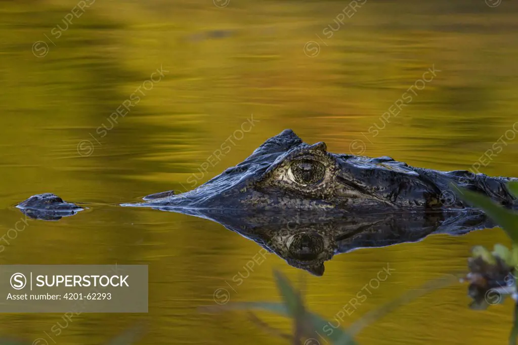Spectacled Caiman (Caiman crocodilus) floating in water, Pantanal, Brazil